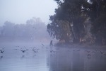 Pelicans on surnrise on the Darling River, Wentworth