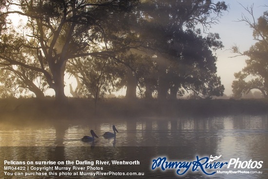 Pelicans on surnrise on the Darling River, Wentworth