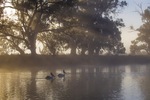 Pelicans on surnrise on the Darling River, Wentworth