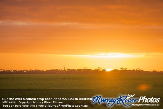 Sunrise over a canola crop near Pinnaroo, South Australia