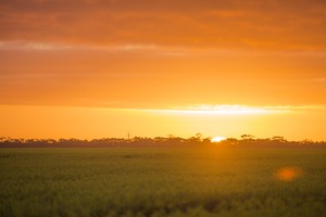 Sunrise over a canola crop near Pinnaroo, South Australia