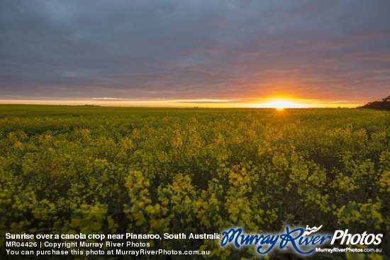 Sunrise over a canola crop near Pinnaroo, South Australia