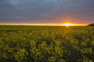 Sunrise over a canola crop near Pinnaroo, South Australia