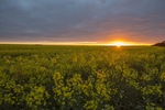 Sunrise over a canola crop near Pinnaroo, South Australia