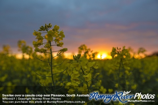Sunrise over a canola crop near Pinnaroo, South Australia