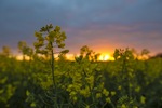 Sunrise over a canola crop near Pinnaroo, South Australia