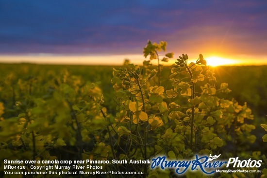 Sunrise over a canola crop near Pinnaroo, South Australia