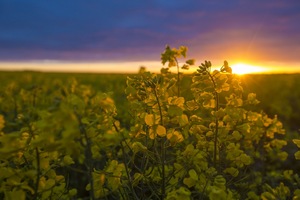 Sunrise over a canola crop near Pinnaroo, South Australia