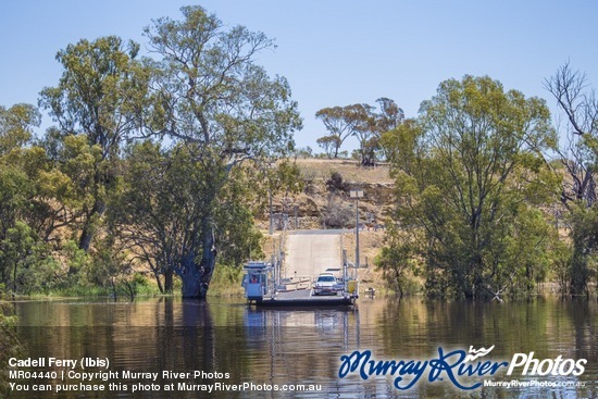 Cadell Ferry (Ibis)