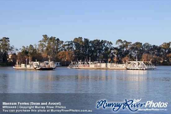 Mannum Ferries (Swan and Avocet)