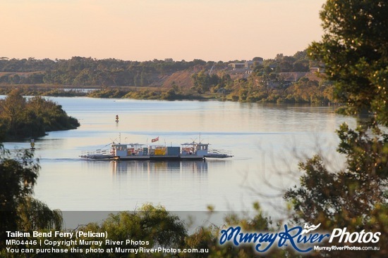 Tailem Bend Ferry (Pelican)