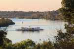 Tailem Bend Ferry (Pelican)