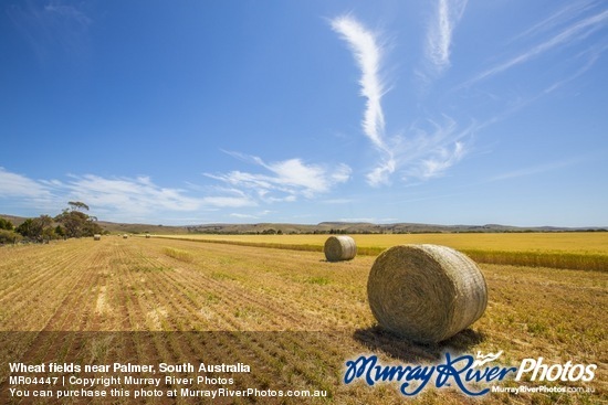 Wheat fields near Palmer, South Australia