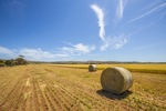 Wheat fields near Palmer, South Australia