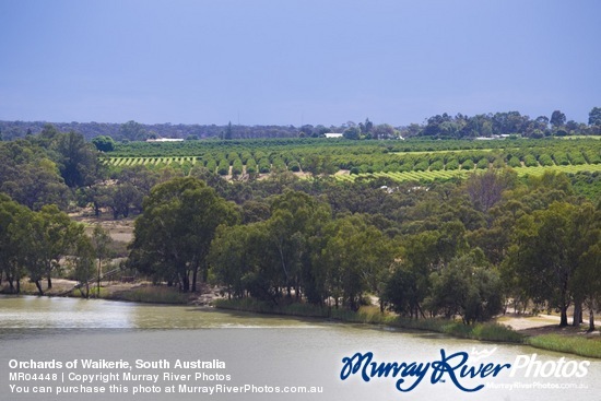 Orchards of Waikerie, South Australia