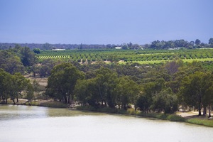 Orchards of Waikerie, South Australia