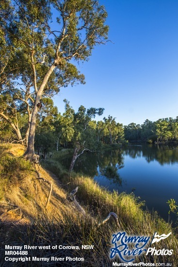 Murray River west of Corowa, NSW