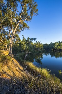 Murray River west of Corowa, NSW