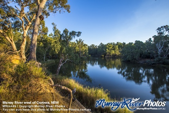 Murray River west of Corowa, NSW