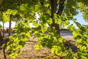 Vine leaves at Pfieffier Wines, Wahgunyah, Victoria