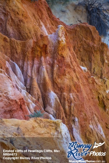 Eroded cliffs of Headings Cliffs, Murtho, Riverland