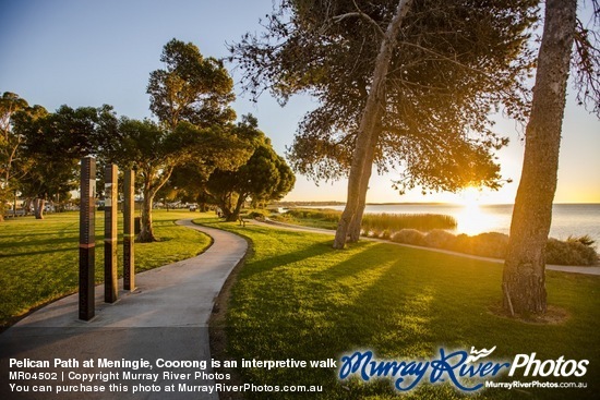 Pelican Path at Meningie, Coorong is an interpretive walk along Lake Albert.