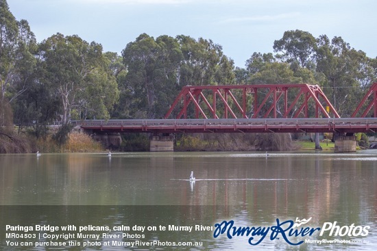 Paringa Bridge with pelicans, calm day on te Murray River, Riverland