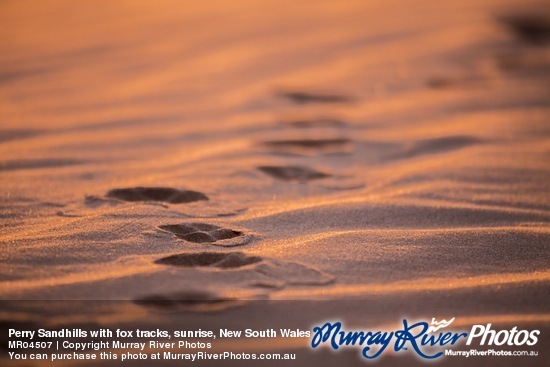 Perry Sandhills with fox tracks, sunrise, New South Wales