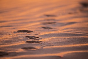 Perry Sandhills with fox tracks, sunrise, New South Wales