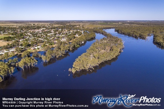 Murray Darling Junction in high river