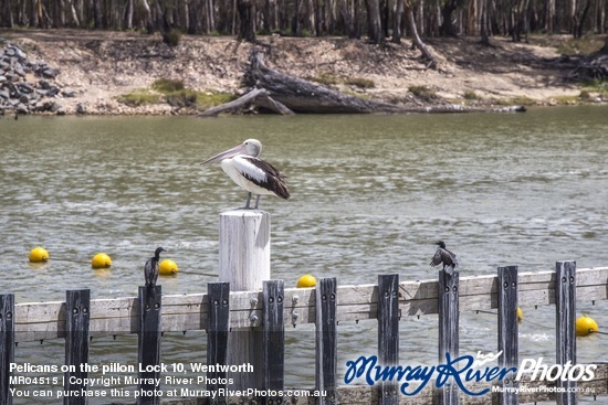 Pelicans on the pillon Lock 10, Wentworth