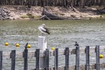 Pelicans on the pillon Lock 10, Wentworth