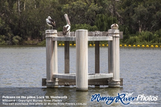 Pelicans on the pillon Lock 10, Wentworth